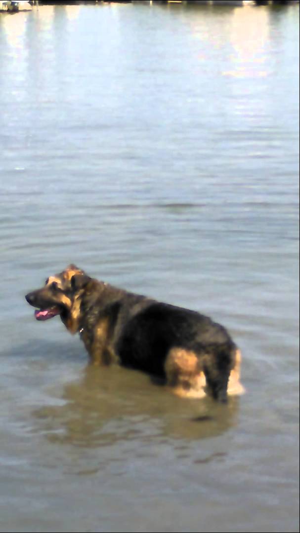 This Mighty German Shepherd Knows How To Cool Himself Down!