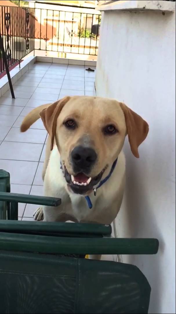 This Mighty Labrador Roars Like A Lion! Enjoy This Video In Slow Motion!