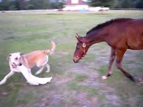 This Post Is About A Golden Retriever, A Rescued Foal And A White Shirt. You Wouldn't See It Coming!