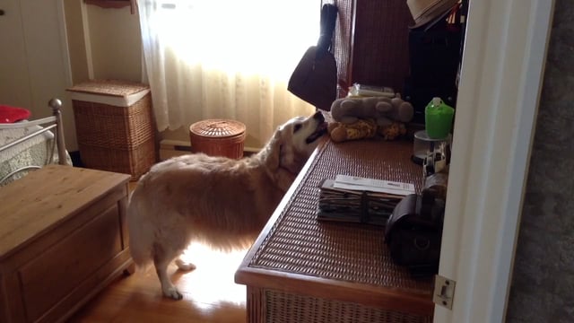 This Pup Wants To Play So She Decides To Steal Her Own Toy!