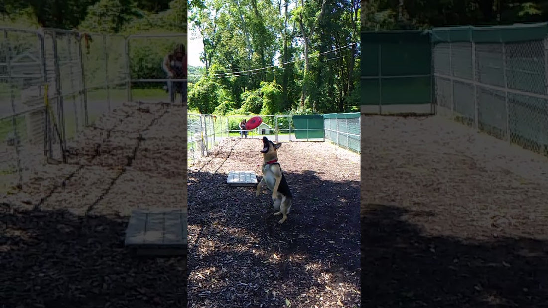 This Pup Was Anxiously Waiting To Catch The Frisbee, But See What Happens!