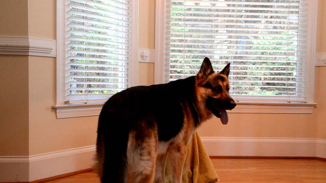 This Puppy Made A Deal With Their German Shepherd. You Won't Believe What They Do!