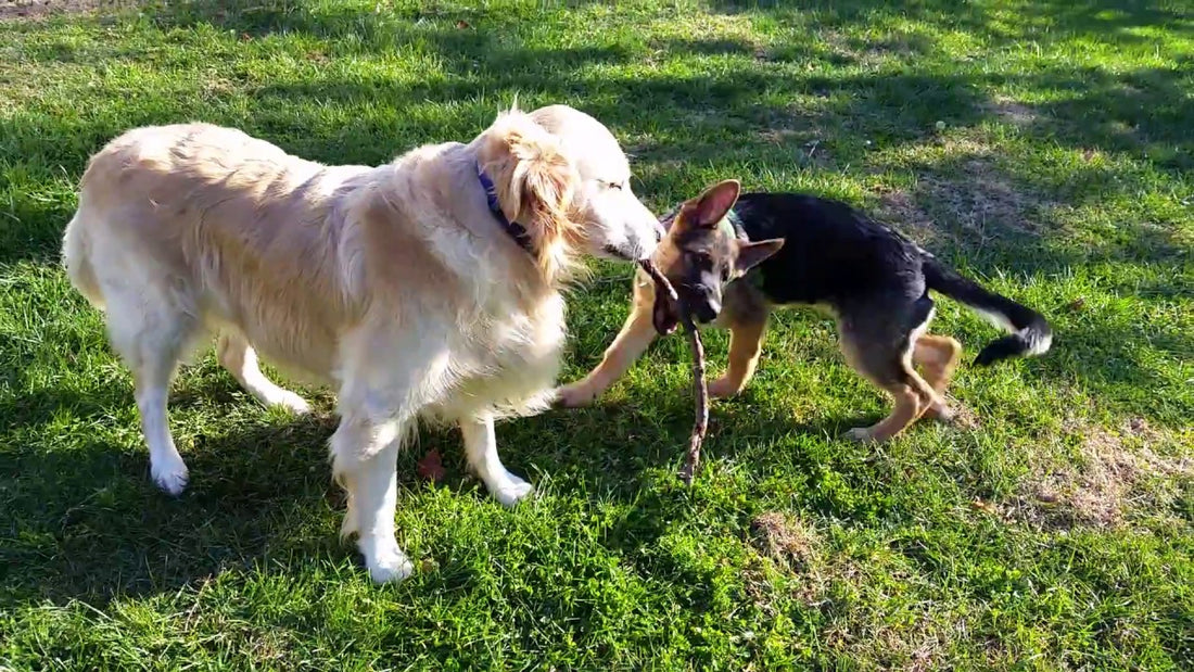 Summer Lawn Care And How To Keep Your Pups Safe