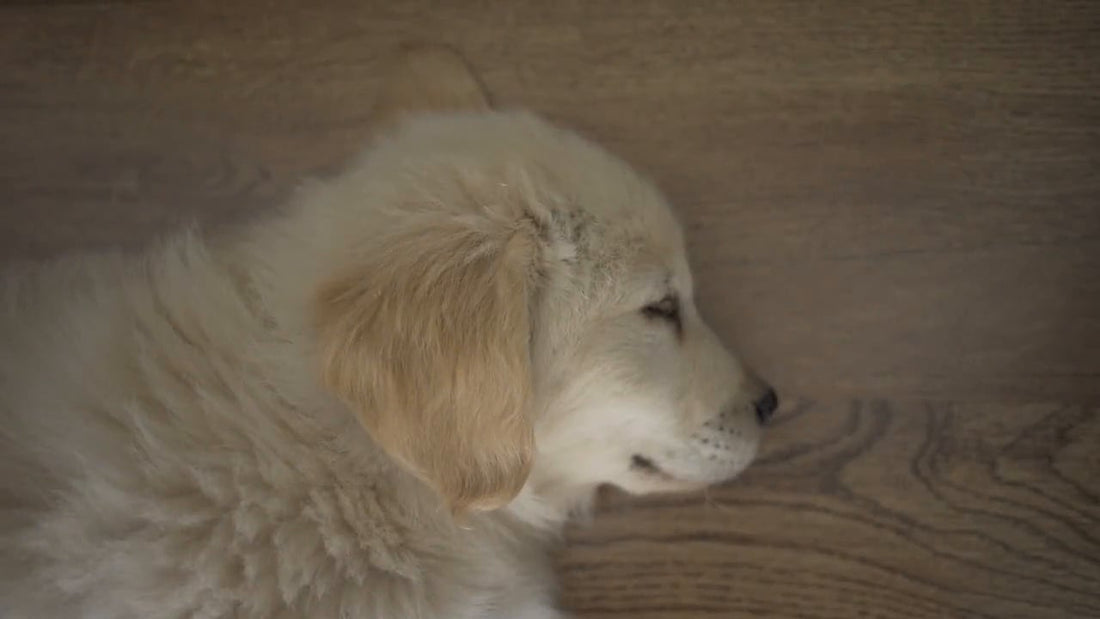 This Time Lapse Video Of A Golden Retriever Called Kaul Will Melt Your Heart!