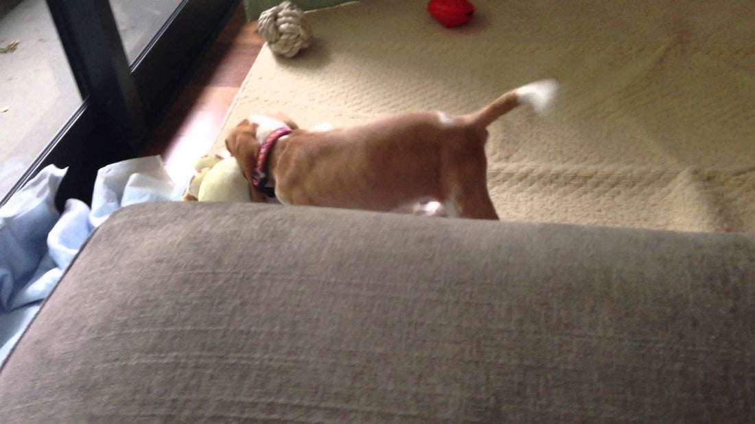 This Toy Giraffe Has Intimidated Bob The Beagle So Much That He Can't Contain Himself!