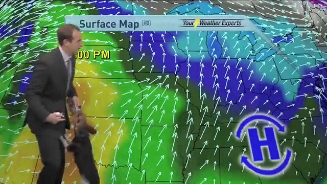 This Weatherman Has A Job To Do, But Then The Beagle Has Other Plans! Play Fetch!