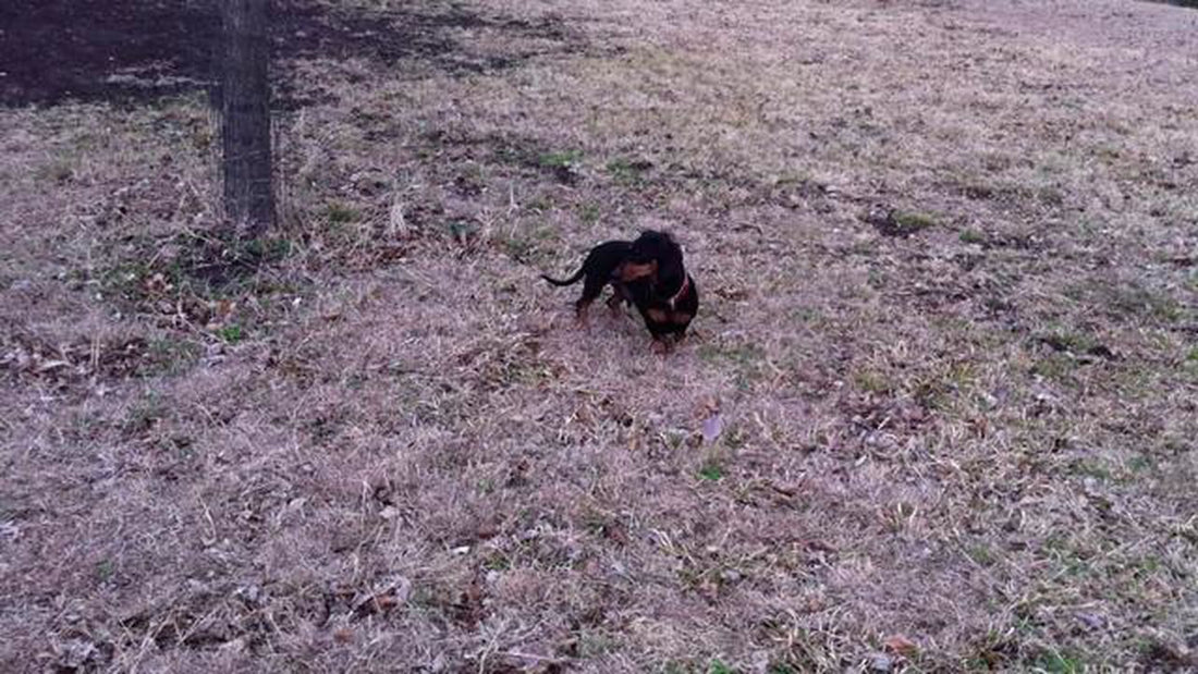 Thor The Dachshund Was Playing When Suddenly He Heard The Siren!