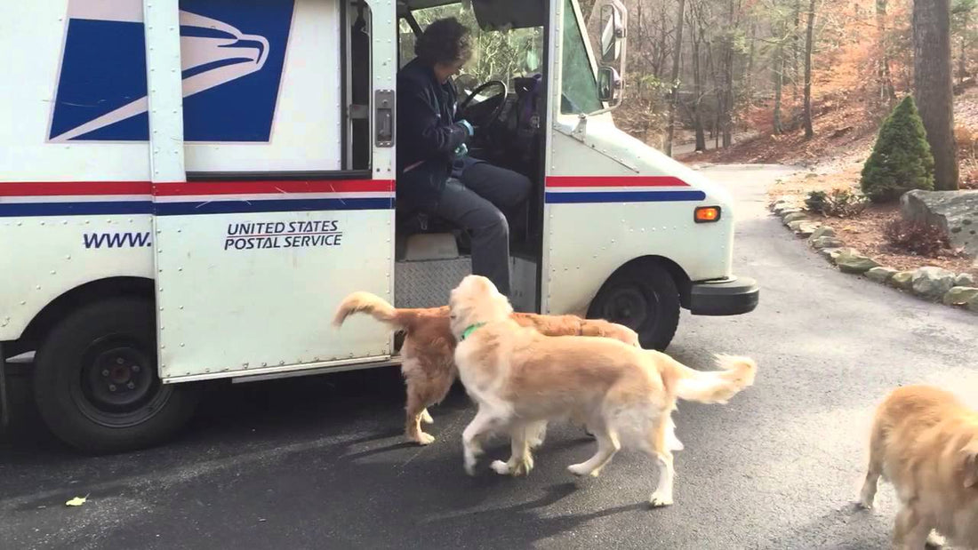 Three Golden Retriever Pups And One Mail Carrier...Just Adorable!