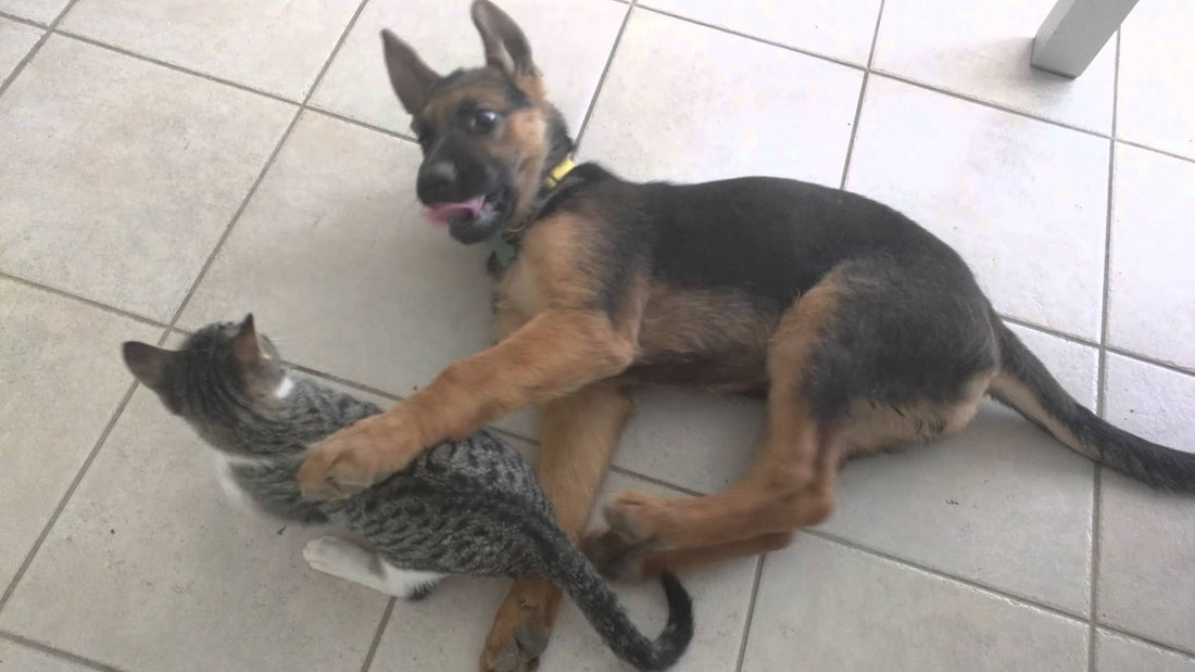 Three Month Old German Shepherd Plays With A Tiny Kitten! #Inspirational