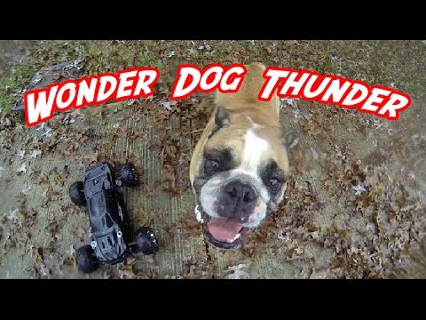 Thunder The English Bulldog Won't Give Up Chasing This Car No Matter What!