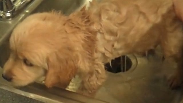 Tiberius The Golden Retriever Just Proved That He Loves Bath Time! #SoAdorable!