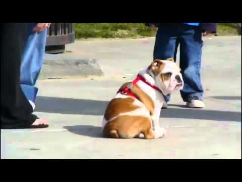 Tillman, The Famous Skateboarding English Bulldog, Dies At The Age Of 10