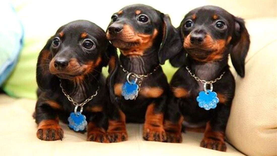 Time For Dachshunds To Be Goofballs! Check Out The One Stuck In A Sweatshirt! #CuteAndFunny!