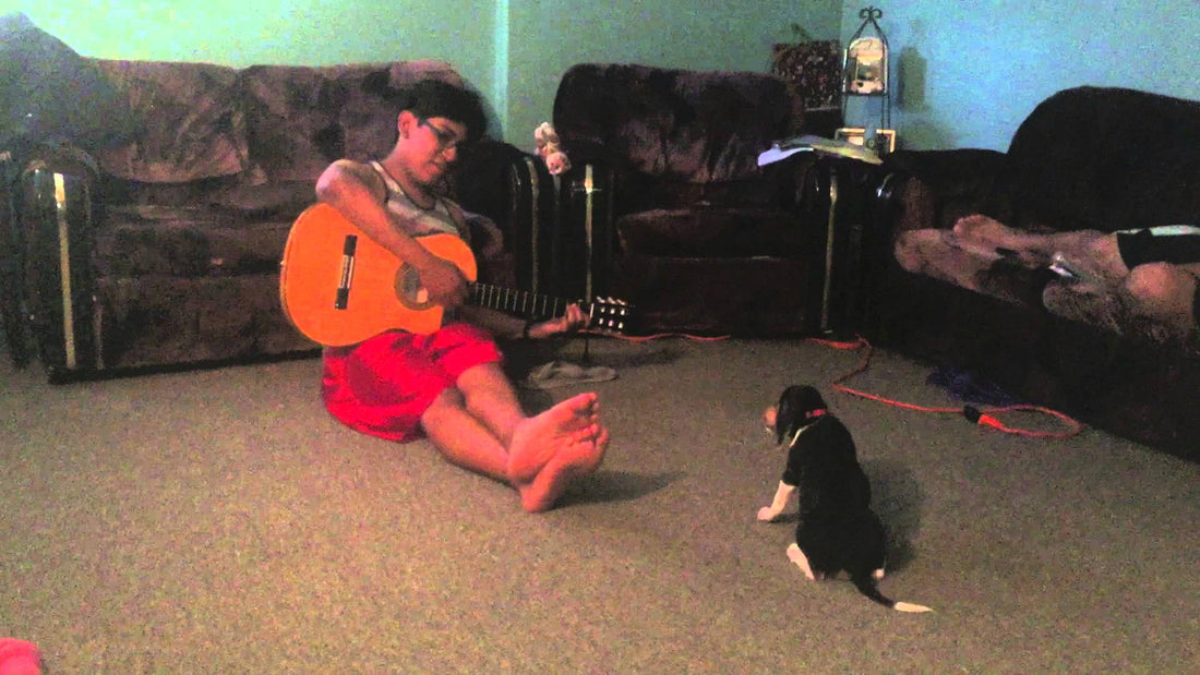 Timothy The Beagle Wants To Become A Singer! See How She Sings The Blues!