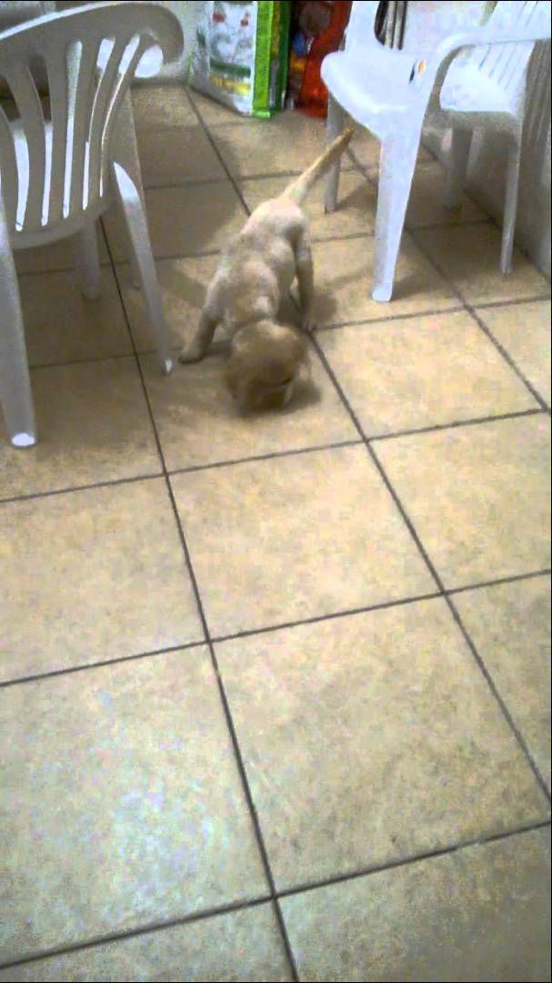 Tiny Labrador Won't Let Anything Distract Him While He's Eating!