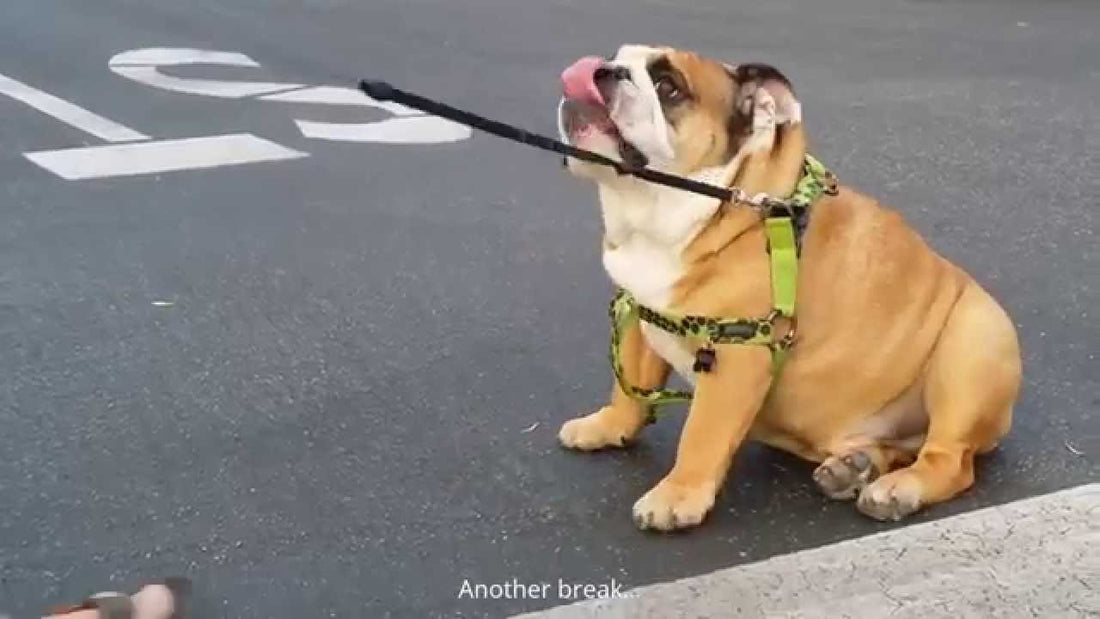 Titus The English Bulldog Hates Long Walks! See What He Does To Express That!