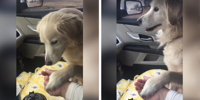Shelter Pup Holds Her Mom's Hand During Car Ride Home