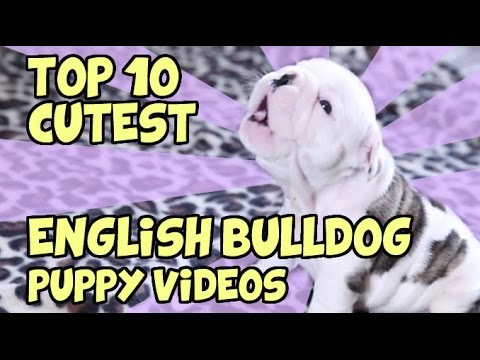 Top 10 English Bulldog Video Clips That Will Warm Your Heart Like Butter!