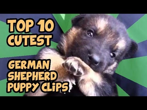 Top 10 German Shepherd Video Clips You Definitely Don't Want To Miss!