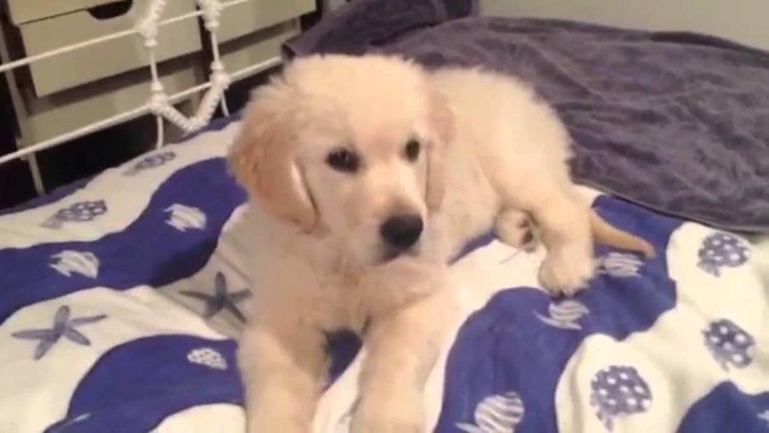 Top 10 Golden Retriever Video Clips That Are So Cute, It's Unbelievable!