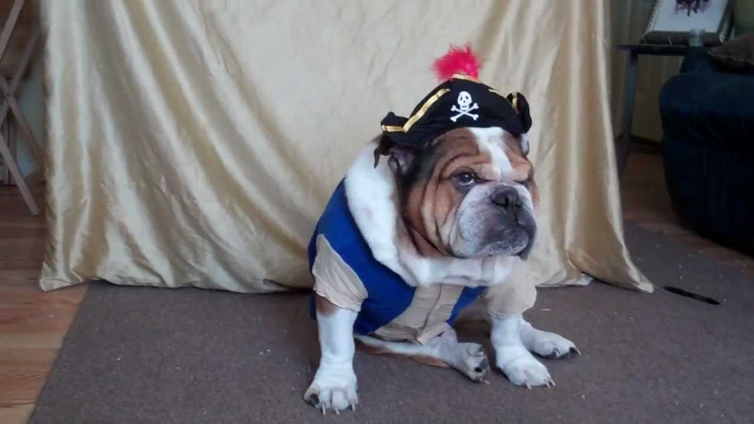 Halloween Is Just Around The Corner, But It May Not Excite Your Pups Much