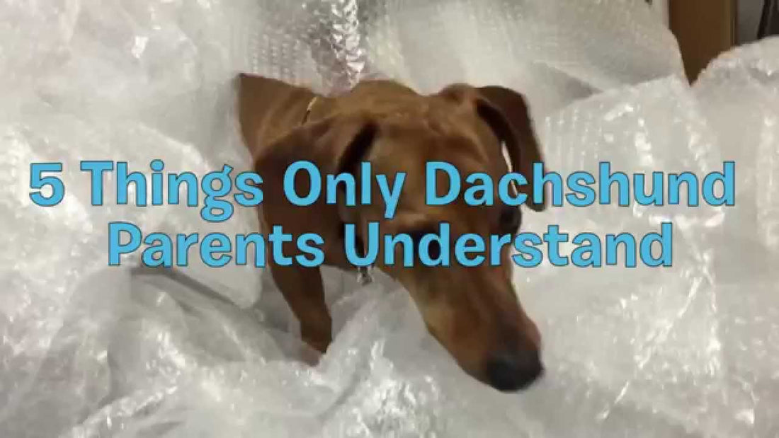 Top 5 Things Only Dachshund Parents Can Understand...It's Hilarious!