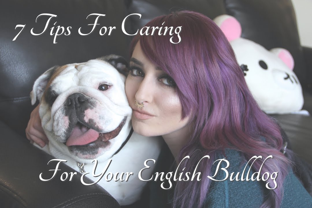 Top 7 Tips For Caring For Your English Bulldog Pups!