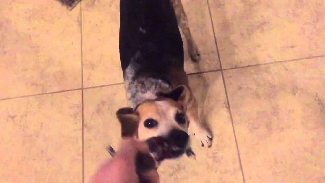 Tug Of War Between The Beagle And His Person! Who Wins Doesn't Matter, The Slo-Mo Matters!