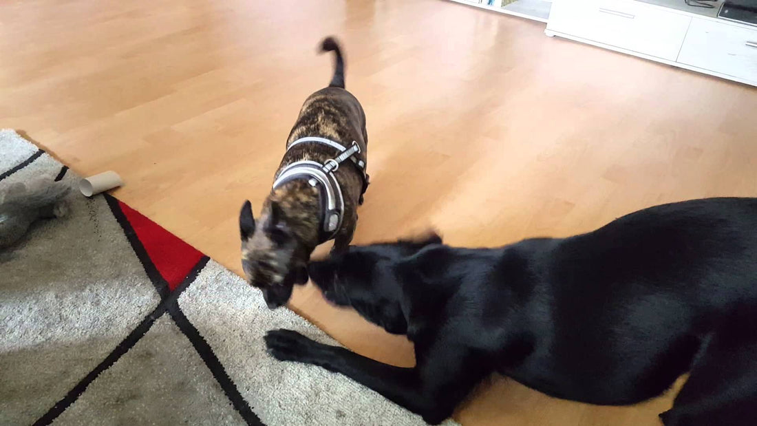 Turbo The Labrador Just Wants To Play And He Doesn't Stop Until This Happens!