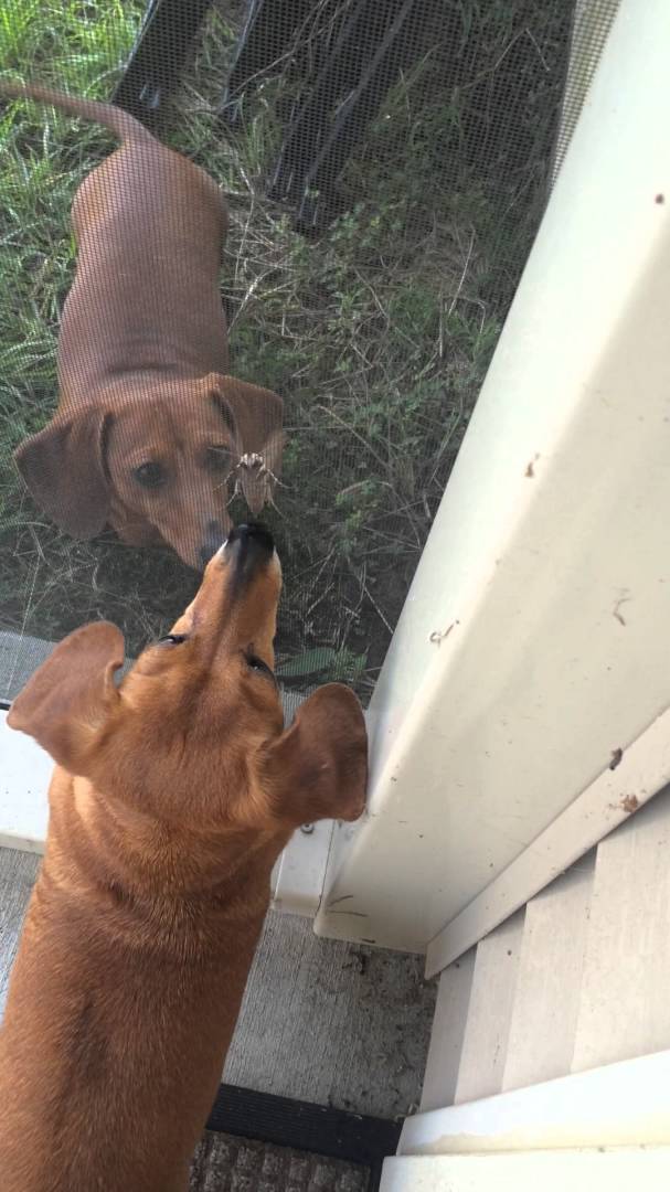 Two Adorable Dachshund Pups Vs. One Big Bug! Read The Conversation!