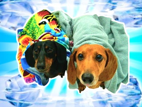 Two Adorable Dachshunds Take The ALS Ice Bucket Challenge For A Good Cause! Mailman Is Next! #SuperCute!