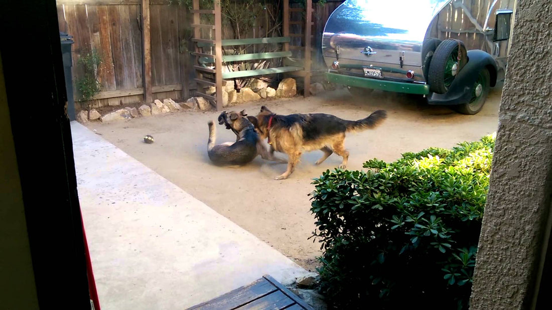 Two German Shepherd And One Small Pup. What Happens Next Will Make You Want To Find Your Sibling!