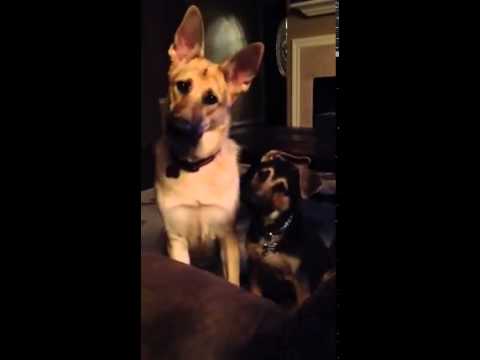 Two German Shepherd's Synchronized Head Tilt Is The Best Thing You See Today! #RollLikeThis!