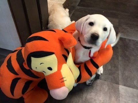 Two Labradors. One Stuffed Tiger Toy! Epic Innocent Battle Continues! #NeverGiveUp