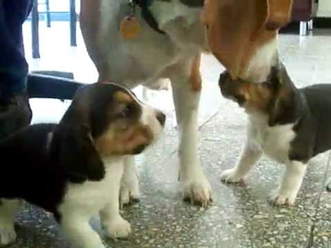 Two Twin Beagle Puppies Fight Then Mama Beagle Saves The Day! #SuperBeagle!