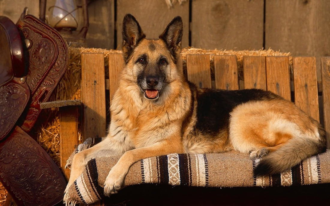 Top 8 Hilarious Quotes About Motivation That German Shepherds Completely Agree With!