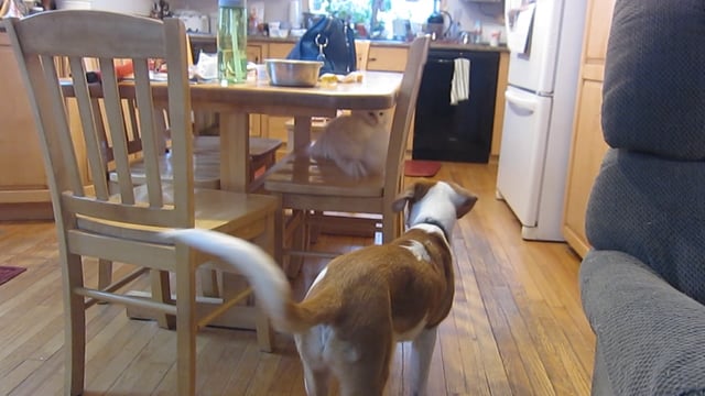 Violet The Beagle / Hound Mix Tries To Play With Their Grumpy Old Cat!