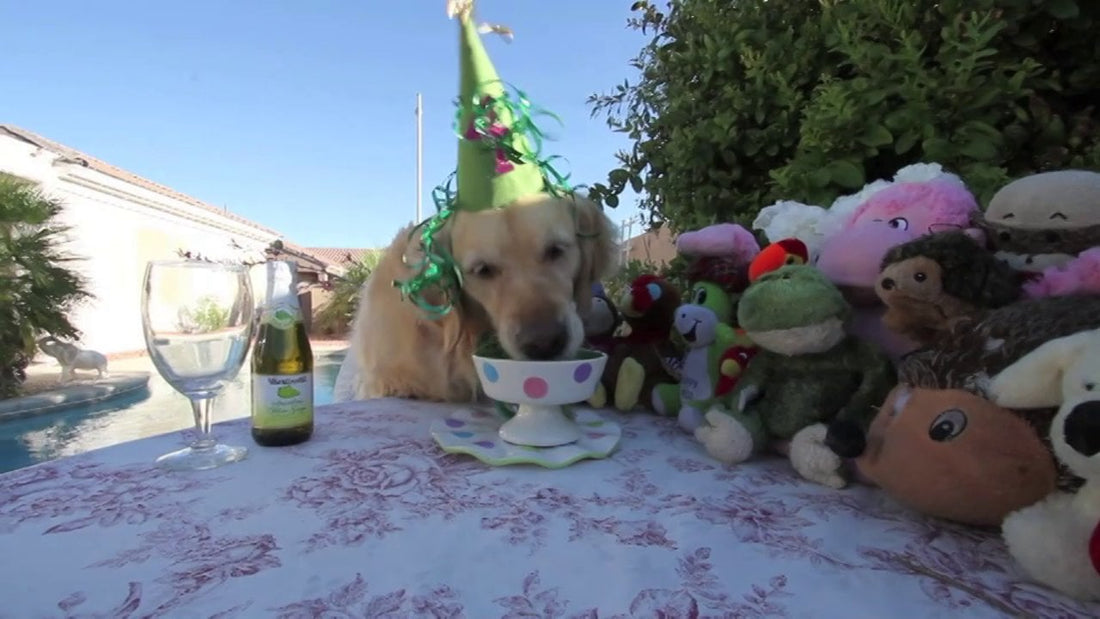 Vivi The Adorable Golden Retriever Celebrates Her 4th Birthday Like A Princess!