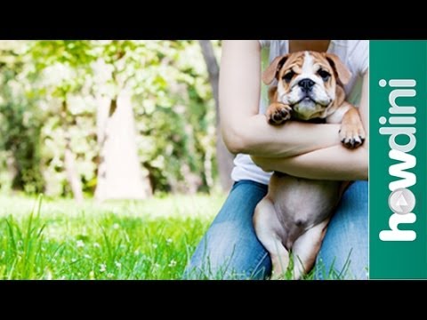 Want To Adopt A Dog From A Shelter? Here Are Some Shelter Myths And Facts
