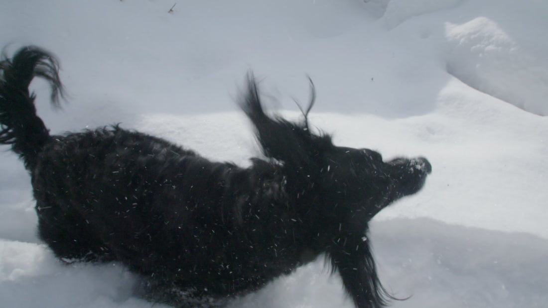 Want To See A Dachshund Shaking Off Snow In Super Slow Motion?! This Is Incredible!