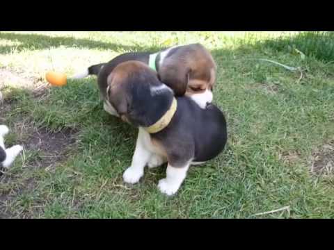 Want To See Beagles Playing? This Is The Best Video You'll See Today!