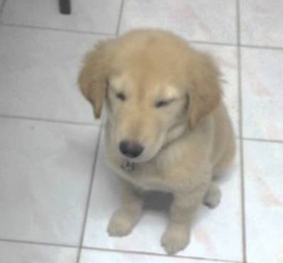 Want To See The Cutest Golden Retriever In The World? See How She Hugs Her Person's Feet!