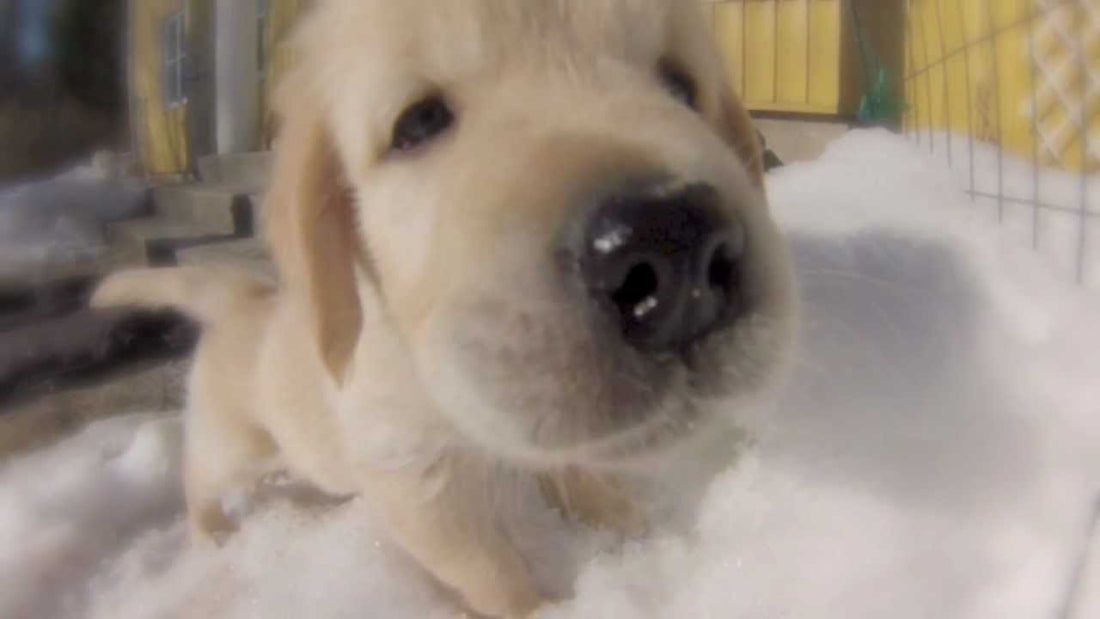 Want To See The World's Cutest Fuzzballs? Check Out The Golden Retriever Pups! #SugarRush!