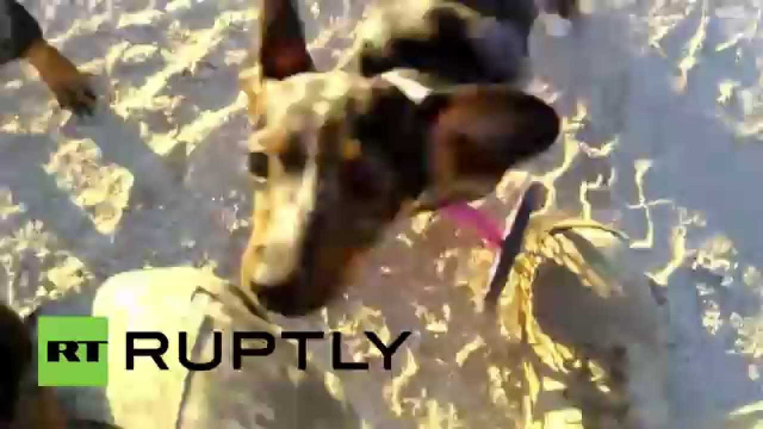 Watch Bubbles The Two Legged Dachshund Run For The First Time!