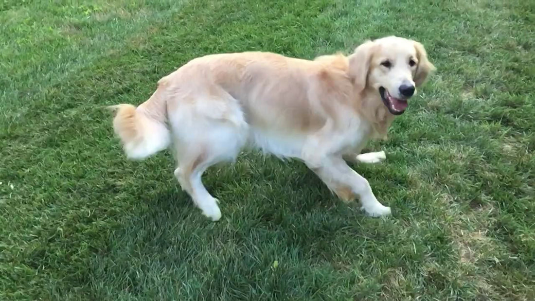 Watch How Incredibly This Beautiful Golden Retriever Catches The Frisbee In Slo-Mo!