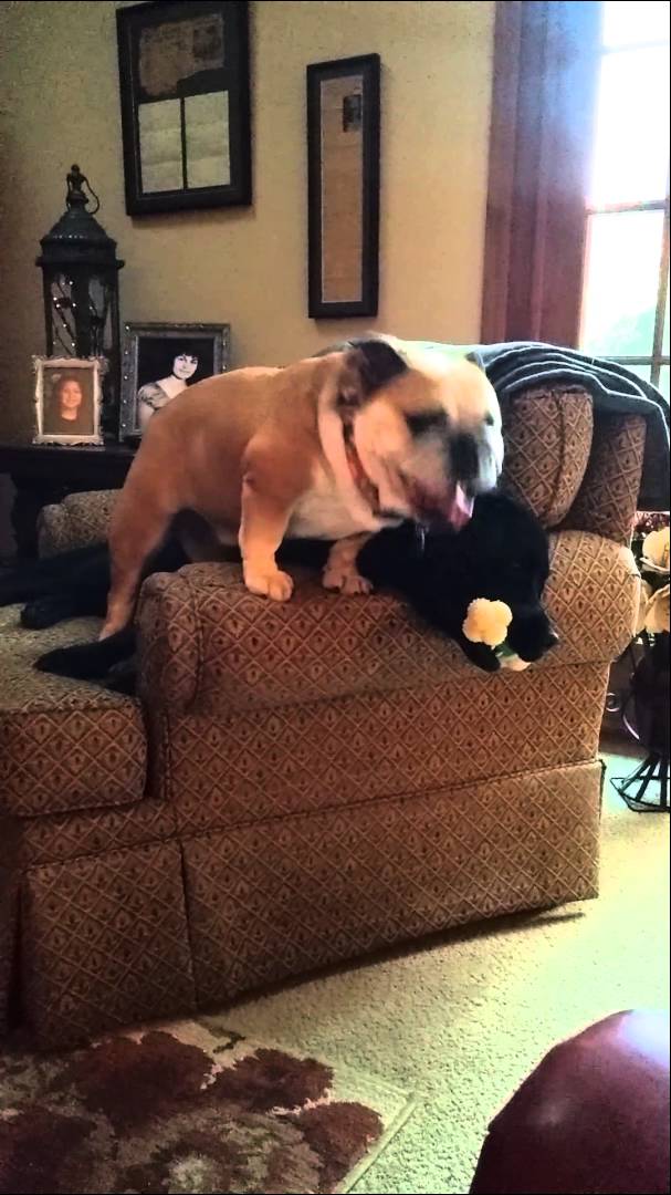 Watch How This English Bulldog Doesn't Want To Share His Toy With His Buddy!
