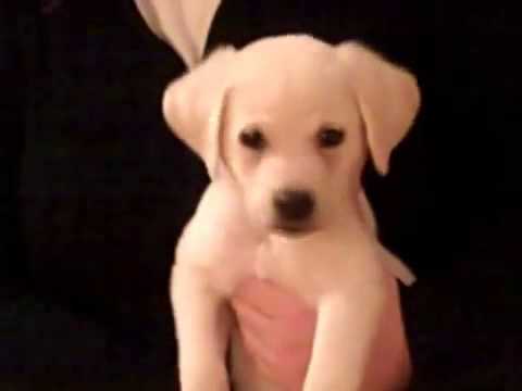 Watch How This Golden Retriever Pup Reacts When His Owner Starts Playing The Guitar! Adorable!!