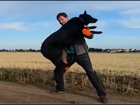 Watch How This Mighty Labrador Jumps Into His Person's Arms! #SoMagical!