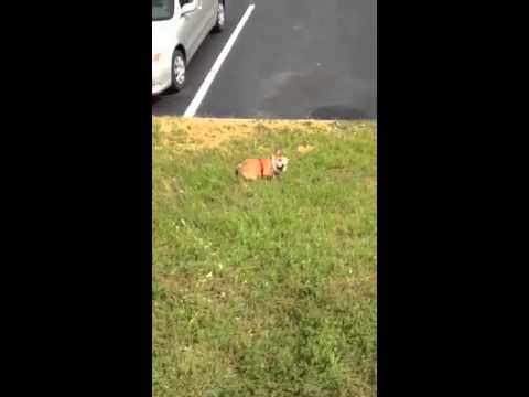 Watch This Happy English Bulldog Pup Enjoy The Simple Things In Life! #HeartWarming!