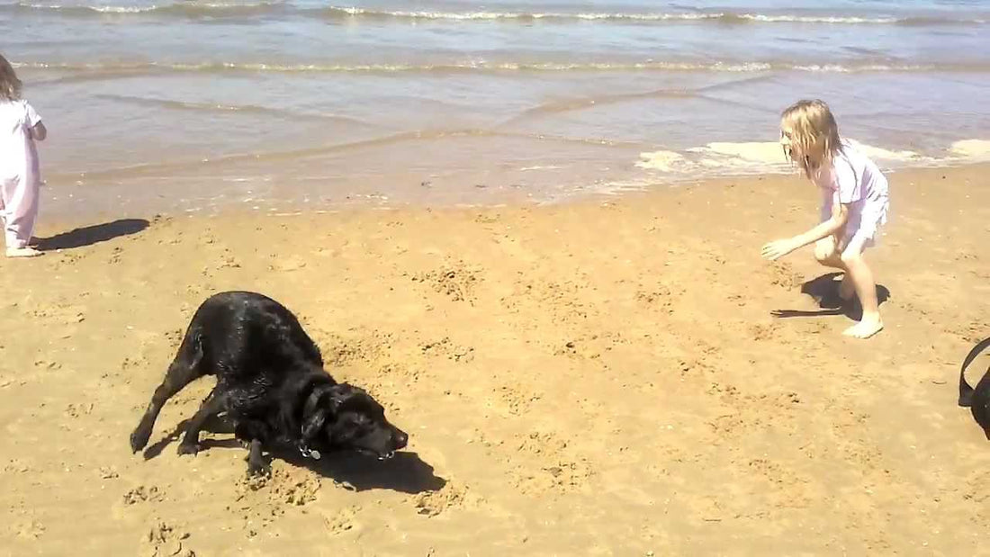 Watch This Labrador Go Crazy At The Beach! Proof That Labradors Love The Beach!